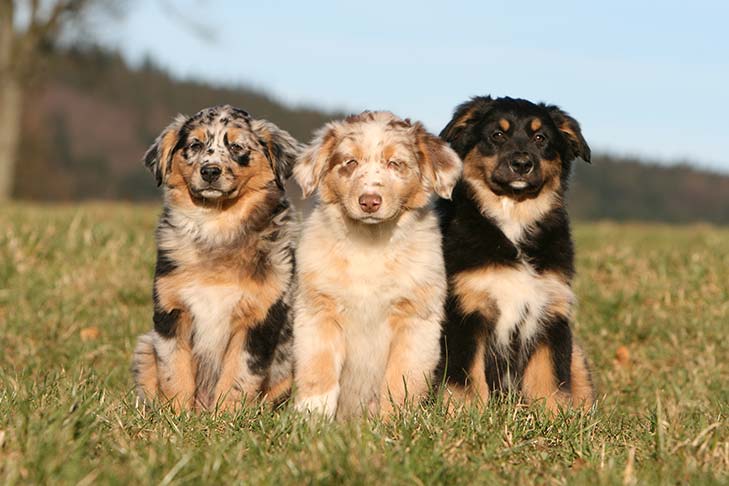 Dogs