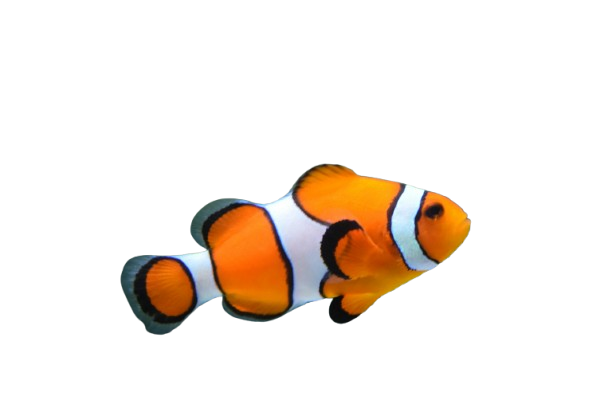 Clown fish with background removed