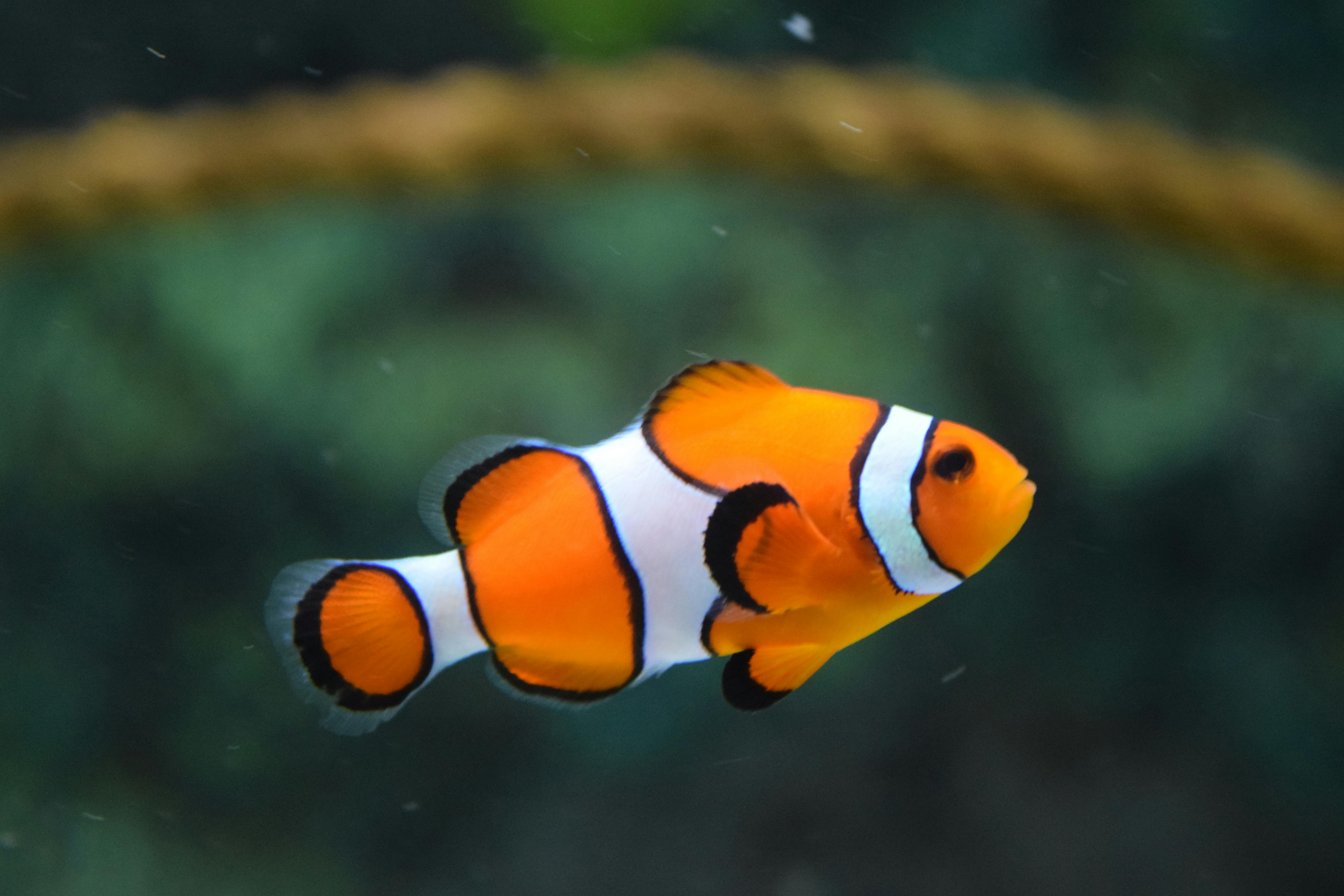 Original clown fish